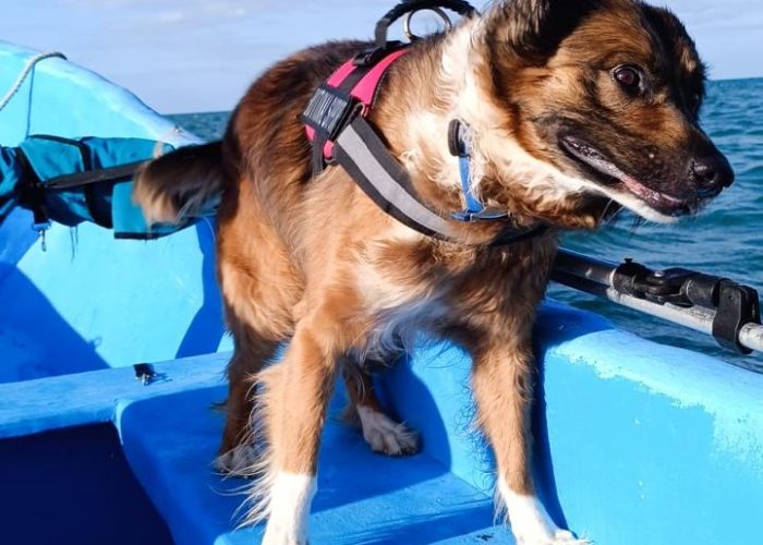M/V Pacific Hope's dog Bosun has arrived in Freeport, Bahamas